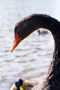 Black swan portrait cygnus atratus Royalty Free Stock Photo