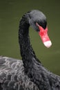 Black swan portrait Royalty Free Stock Photo