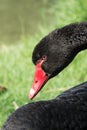 Black swan portrait Royalty Free Stock Photo