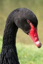 Black swan portrait Royalty Free Stock Photo