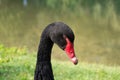 Black swan portrait Royalty Free Stock Photo