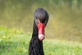 Black swan portrait Royalty Free Stock Photo