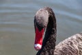 Black swan portrait with water drops on birds head Royalty Free Stock Photo