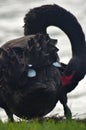 A black swan preening itself