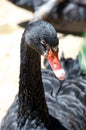 Black Swan Profile Royalty Free Stock Photo