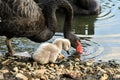 Black swan protecting cygnet