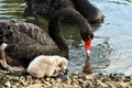 Black swan protecting cygnet