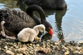 Black swan protecting cygnet