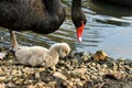 Black swan protecting cygnet