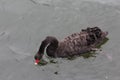 Black Swan with Red Beak