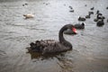 A black swan with a red beak floats on the lake.