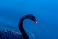 elegant sinuosity of the long neck of a black swan Royalty Free Stock Photo