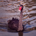 Black swan portrait in the water Royalty Free Stock Photo