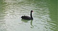 Black swan