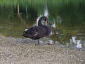 Black Swan resting near lake