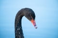 Black swan head against blue blurred background Royalty Free Stock Photo
