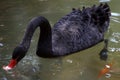 Black swan searching for food Royalty Free Stock Photo