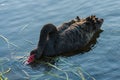 Black swan searching for food Royalty Free Stock Photo