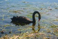 Black swan searching for food Royalty Free Stock Photo