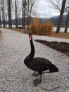 Black swan on the shore of the dam in the town of Pravets