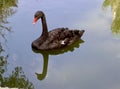Image of a black swan and its shadow in the water. Royalty Free Stock Photo