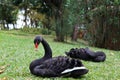 Black swan in green grass Royalty Free Stock Photo