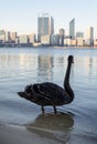 Black swan with skyline of perth in west australia Royalty Free Stock Photo