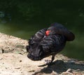 black Swan Royalty Free Stock Photo