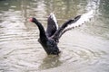 Black Swan Spreading Wings Wide Open