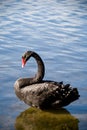 Black Swan standing