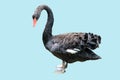 Black Swan standing. Royalty Free Stock Photo