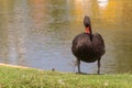 Black swan is standing on grass Royalty Free Stock Photo