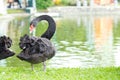 Black swan standing on the grass at the river. Royalty Free Stock Photo