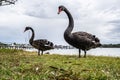 Black swan standing on green grass. Royalty Free Stock Photo