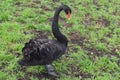 Black swan standing in green grass Royalty Free Stock Photo