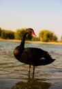 A Black Swan Standing and looking at the camera. Al Qudra Lake, Duba. Royalty Free Stock Photo