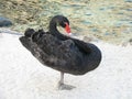 Black Swan Standing on One Leg on a Beach Royalty Free Stock Photo