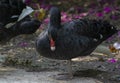 Black Swan Standing on one leg Royalty Free Stock Photo