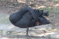 A black swan standing on one leg Royalty Free Stock Photo