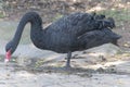 A black swan standing on one leg Royalty Free Stock Photo