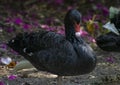 Black Swan Standing on one leg Side Profile Royalty Free Stock Photo