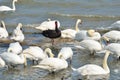 Black swan standing