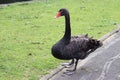 The black swan standing in the park looking for food Royalty Free Stock Photo