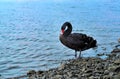 Black Swan standing on the river bank Royalty Free Stock Photo