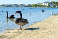 A black swan standing on the shore of a sandy beach with a blurry view of some luxury waterfront houses in the background. Royalty Free Stock Photo