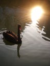 Black swan in the sunset