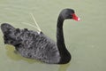 Black Swan Royalty Free Stock Photo