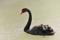 Black swan swimmig, side view Royalty Free Stock Photo