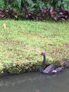 A black swan swimming along the coast of a lake Royalty Free Stock Photo