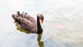 Black swan swimming Royalty Free Stock Photo